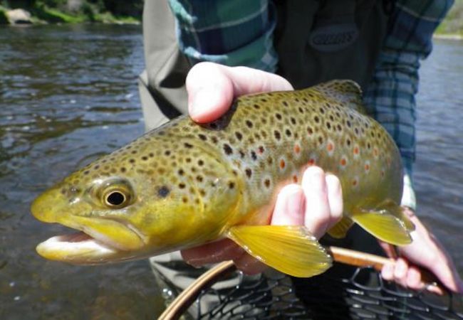 Hotel in Winter Park - Hotel Room - Double Bed - Downtown Winter Park, CO Hotel in Winter Park - Hotel Room - Double Bed - Downtown Winter Park, CO